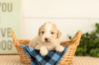 Marigold - Mini, a female Miniature Goldendoodle for sale in Goshen, IN – 2 of 4