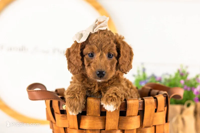 Lexy - Medium – Goldendoodle puppy for sale in Goshen, IN