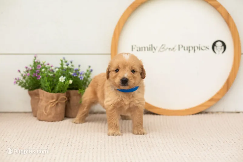 Ezra - Medium – Goldendoodle puppy for sale in Goshen, IN