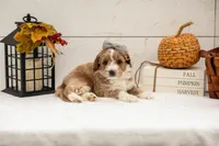 Granny Smith - Micro, a female Goldendoodle for sale in Goshen, IN – 1 of 5