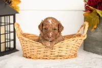 Juliet - Micro, a female Goldendoodle for sale in Goshen, IN – 4 of 4