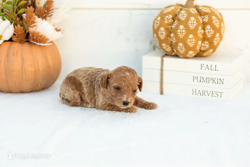 Ashley - Mini – Goldendoodle puppy for sale in Goshen, IN