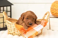 Blanche - Micro, a female Goldendoodle for sale in Goshen, IN – 2 of 4