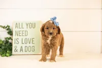 Veah - Medium, a female Goldendoodle for sale in Goshen, IN – 3 of 3