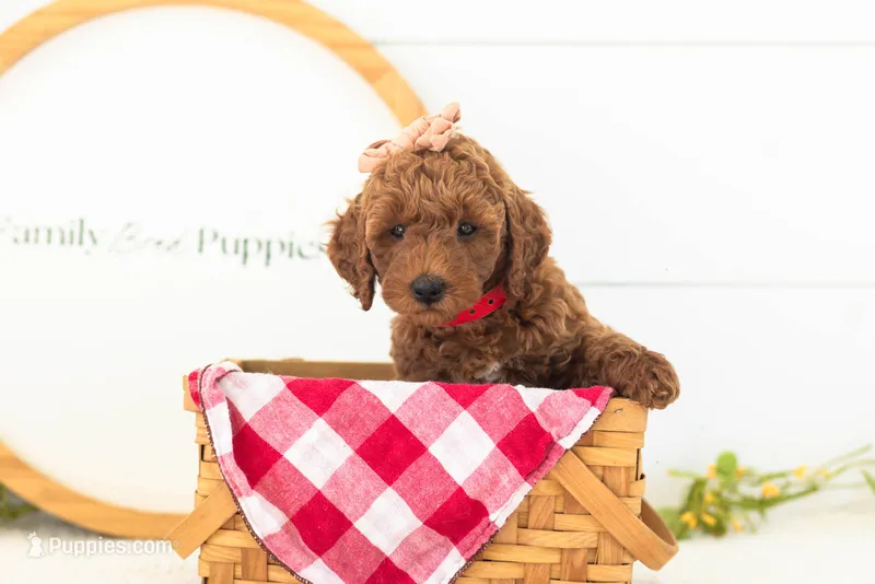 Mallory - Mini – Miniature Goldendoodle puppy for sale in Goshen, IN