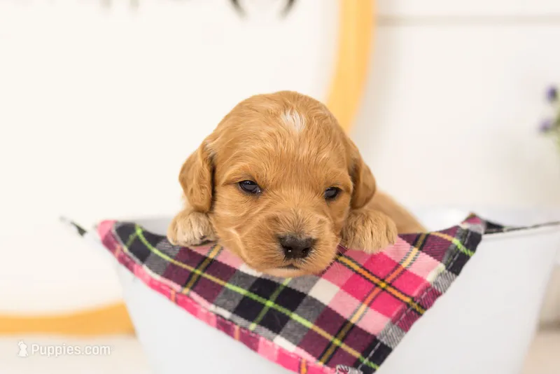 Marty -  Medium – Goldendoodle puppy for sale in Goshen, IN