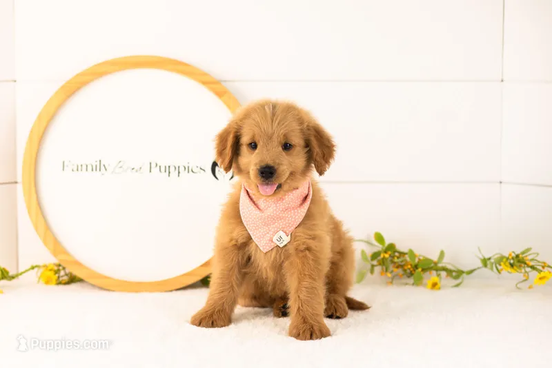 Evan - Medium – Goldendoodle puppy for sale in Goshen, IN