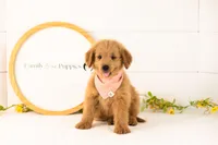 Evan - Medium, a male Goldendoodle for sale in Goshen, IN – 1 of 8