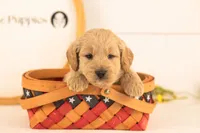 Jimmy - Medium, a male Goldendoodle for sale in Goshen, IN – 3 of 3