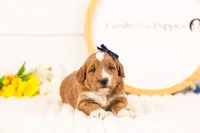 Lynette - Medium, a female Goldendoodle for sale in Goshen, IN – Photo 2 of 3