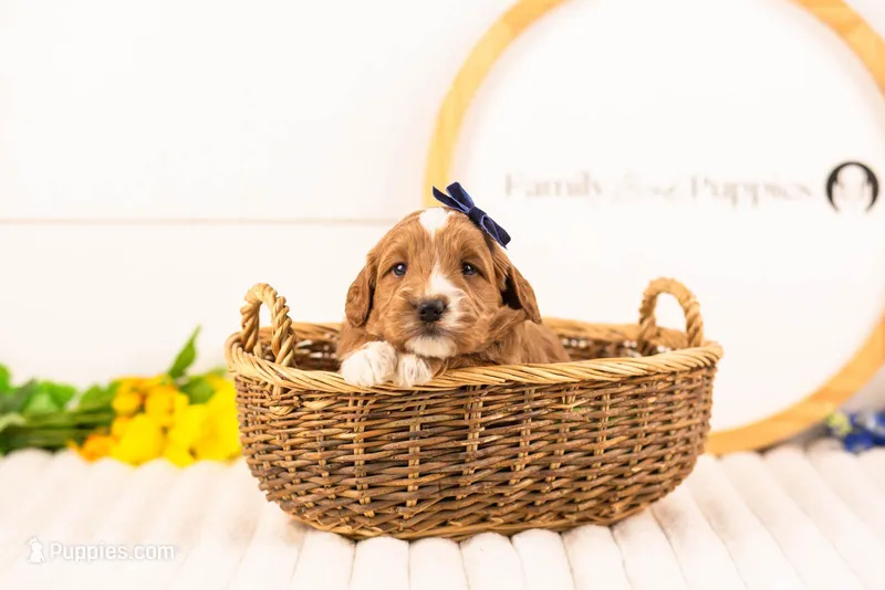 Lynette - Medium – Goldendoodle puppy for sale in Goshen, IN