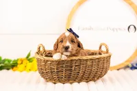 Lynette - Medium, a female Goldendoodle for sale in Goshen, IN – Photo 1 of 3