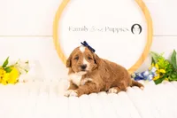 Lynette - Medium, a female Goldendoodle for sale in Goshen, IN – Photo 3 of 3