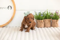 Summer - Mini, a male Miniature Goldendoodle for sale in Goshen, IN – 3 of 3