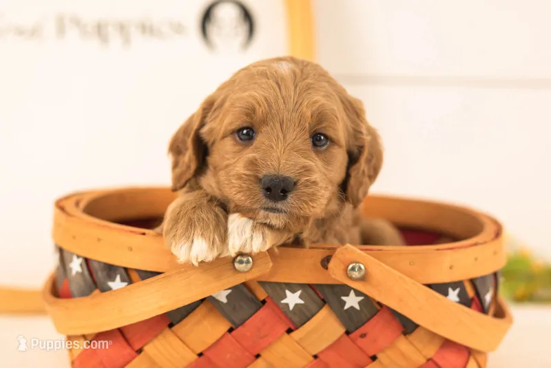 Odessa - Medium – Goldendoodle puppy for sale in Goshen, IN