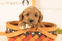 Odessa - Medium, a female Goldendoodle for sale in Goshen, IN – 1 of 4
