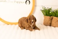 Logan - Medium, a male Goldendoodle for sale in Goshen, IN – 2 of 4