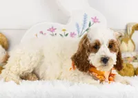 Mustang - Micro, a male Goldendoodle for sale in Goshen, IN – Photo 2 of 8