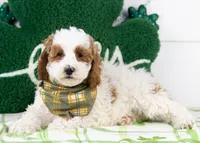 Mustang - Micro, a male Goldendoodle for sale in Goshen, IN – Photo 2 of 6