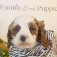 Mustang - Micro, a male Goldendoodle for sale in Goshen, IN – Photo 4 of 6