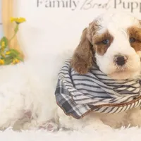 Mustang - Micro, a male Goldendoodle for sale in Goshen, IN – Photo 5 of 6