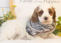 Mustang - Micro, a male Goldendoodle for sale in Goshen, IN – Photo 3 of 4