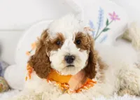 Mustang - Micro, a male Goldendoodle for sale in Goshen, IN – Photo 1 of 8