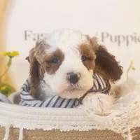 Mustang - Micro, a male Goldendoodle for sale in Goshen, IN – Photo 3 of 6