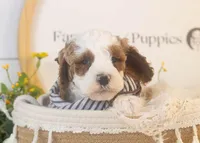 Mustang - Micro, a male Goldendoodle for sale in Goshen, IN – Photo 1 of 4