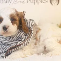 Mustang - Micro, a male Goldendoodle for sale in Goshen, IN – Photo 6 of 6