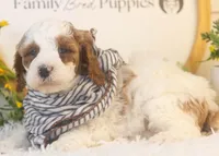 Mustang - Micro, a male Goldendoodle for sale in Goshen, IN – Photo 4 of 4