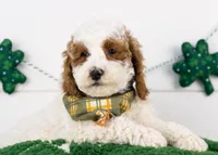 Mustang - Micro, a male Goldendoodle for sale in Goshen, IN – Photo 1 of 6