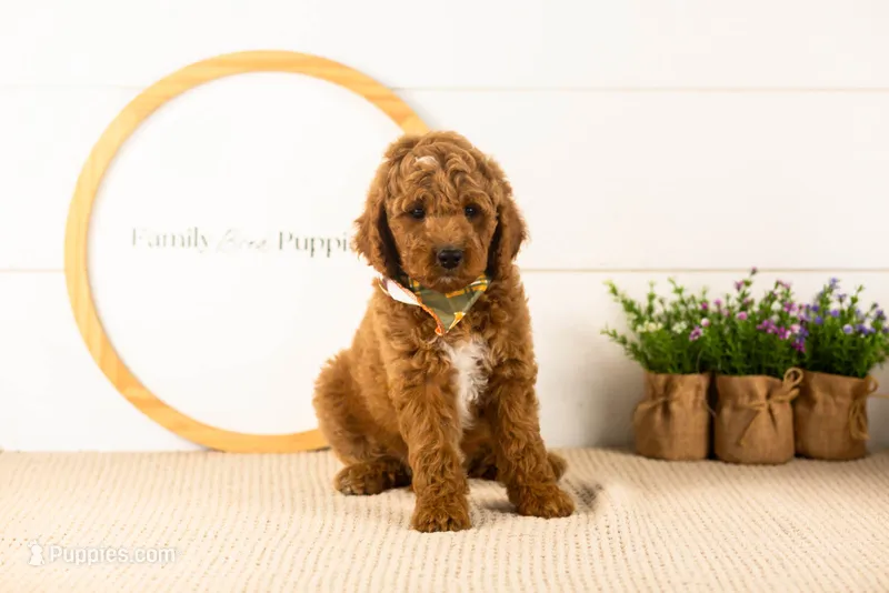 Denali - Mini – Miniature Goldendoodle puppy for sale in Goshen, IN