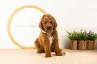 Denali - Mini, a male Miniature Goldendoodle for sale in Goshen, IN – 4 of 10