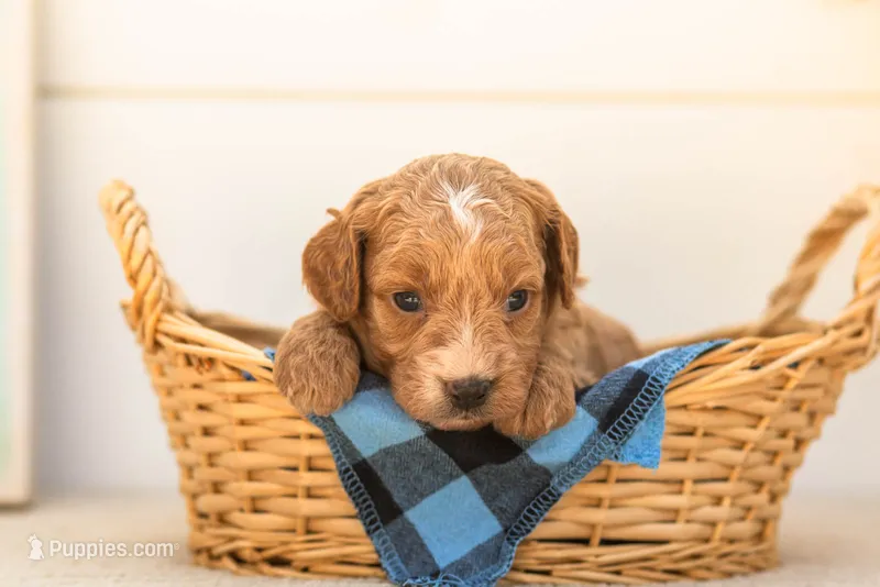 Katiedid - Mini – Goldendoodle puppy for sale in Goshen, IN