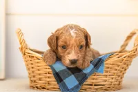 Katiedid - Mini, a female Goldendoodle for sale in Goshen, IN – 1 of 4