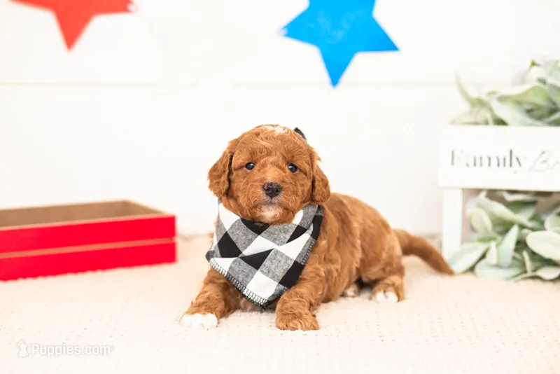 Chewie - Micro – Goldendoodle puppy for sale in Goshen, IN