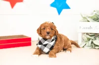 Chewie - Micro, a male Goldendoodle for sale in Goshen, IN – 1 of 4