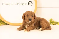 Oliver - Medium, a male Goldendoodle for sale in Goshen, IN – 1 of 4