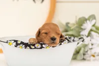 Ellie - Medium, a female Goldendoodle for sale in Goshen, IN – 4 of 4