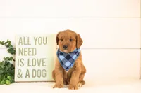Cooper - Medium, a male Goldendoodle for sale in Goshen, IN – 3 of 3