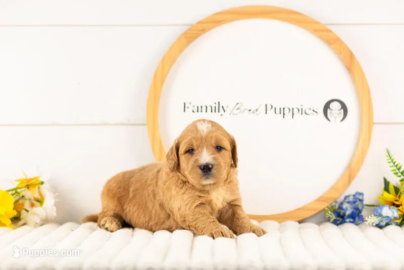 Legolas - Medium – Goldendoodle puppy for sale in Goshen, IN