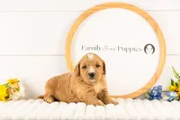 Legolas - Medium, a male Goldendoodle for sale in Goshen, IN – Photo 1 of 3