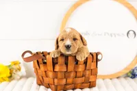 Legolas - Medium, a male Goldendoodle for sale in Goshen, IN – Photo 2 of 3