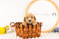 Legolas - Medium, a male Goldendoodle for sale in Goshen, IN – Photo 3 of 3