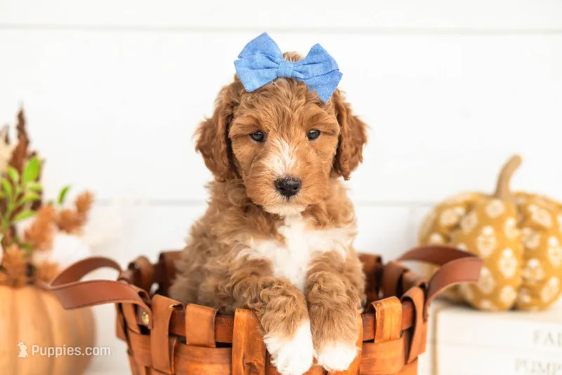 Jade - Micro – Goldendoodle puppy for sale in Goshen, IN
