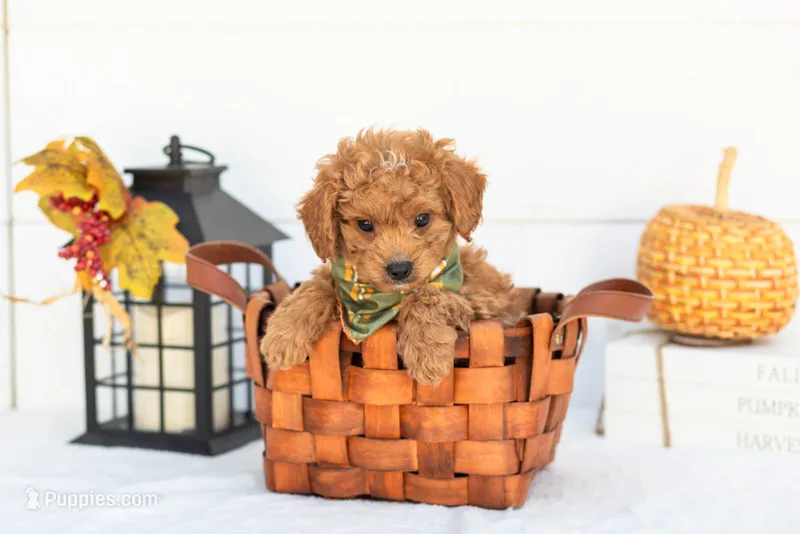 Firefly - Mini – Goldendoodle puppy for sale in Goshen, IN