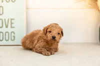 Bumble - Mini, a male Goldendoodle for sale in Goshen, IN – 2 of 4