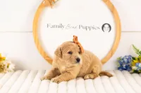 Arwen - Medium, a female Goldendoodle for sale in Goshen, IN – Photo 2 of 3