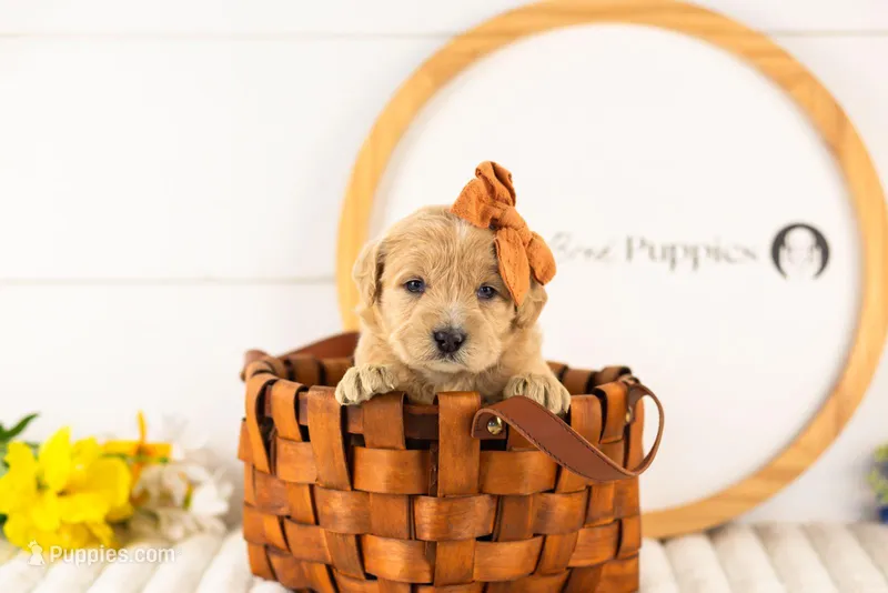Arwen - Medium – Goldendoodle puppy for sale in Goshen, IN